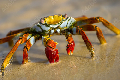 A sally lightfoot crab crawls along the sandy shore. photo