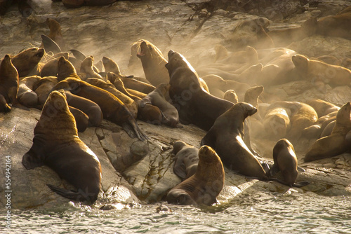 Steller sea lions resting at a haul out or rookery.