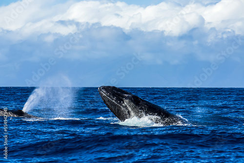 A humpback whale breaches in a breeding ground. photo