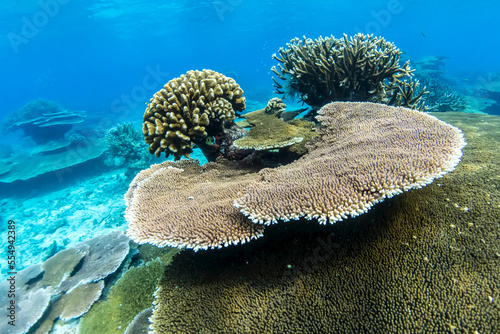 Coral plates line the bottom of the ocean. photo