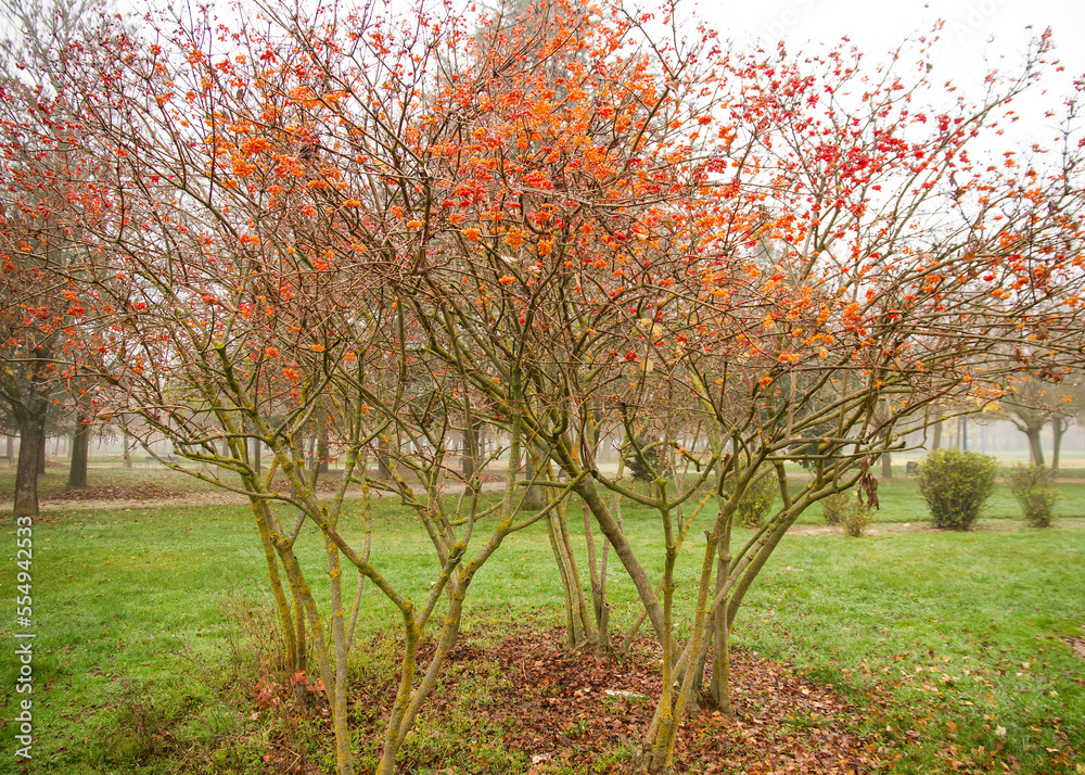 Viburnum opulus shrub laden with fruits in autumn 
