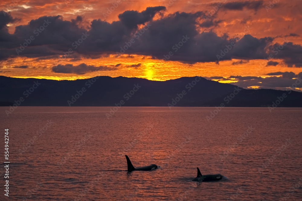 Killer whales at sunset, San Juan Islands, Washington.