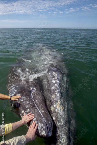 Hands and Gray Whale calf, San Ignacio Lagoon,Baja California, Mexico. photo