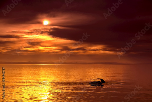 Sperm Whales fluke at sunset, Gulf of California, Mexico.