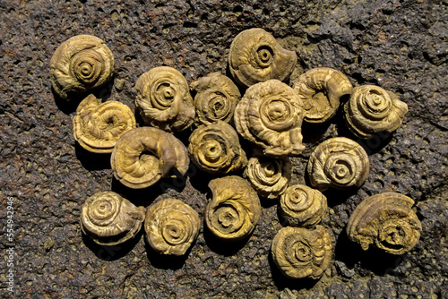Gastropod (snail) fossils, Snow Hill Island, Antarctica.