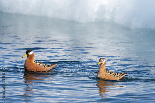 Two red phalaropes float on the surface of the Arctic Ocean. photo