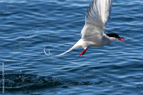 An Arctic tern lifts off from the water with a splash.