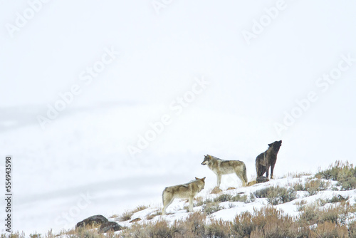 Three gray wolves on a snowy hill. photo