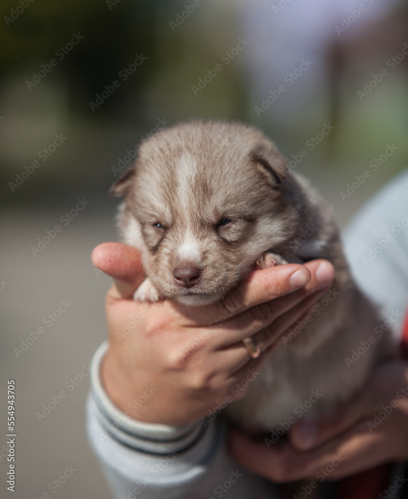 little husky that looks like a wolf little husky that looks like a wolf