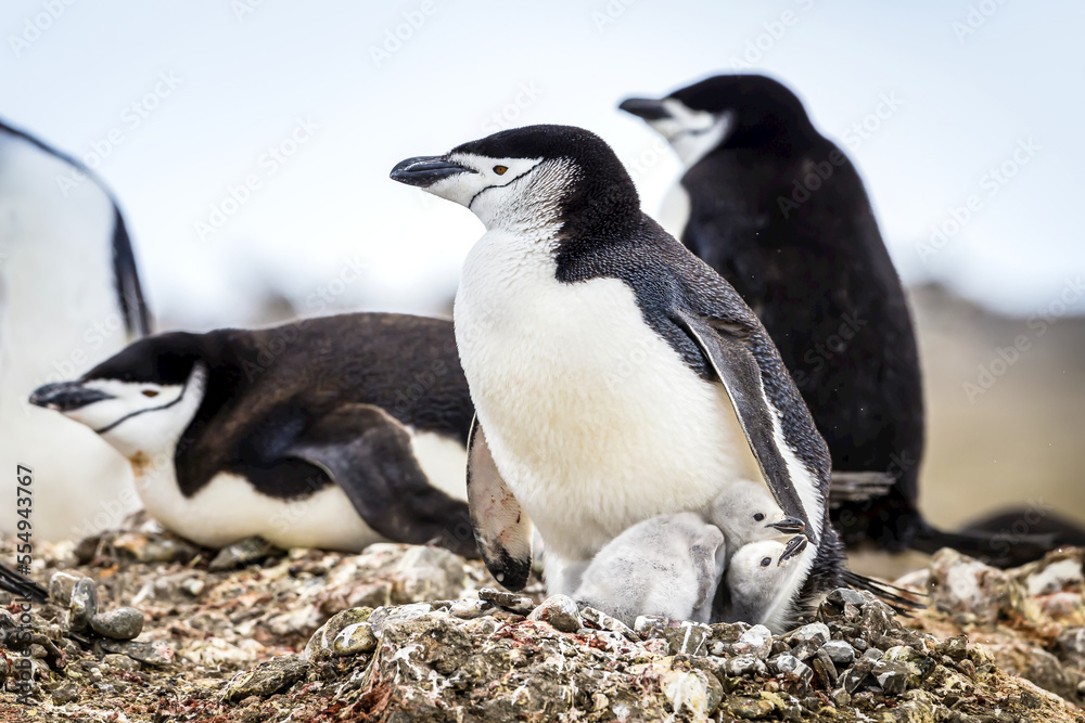 A side view of new born Chinstrap Penguin chicks in the South Shetland Islands, Antarctica. A side view of new born Chinstrap Penguin chicks in the South Shetland Islands, Antarctica.