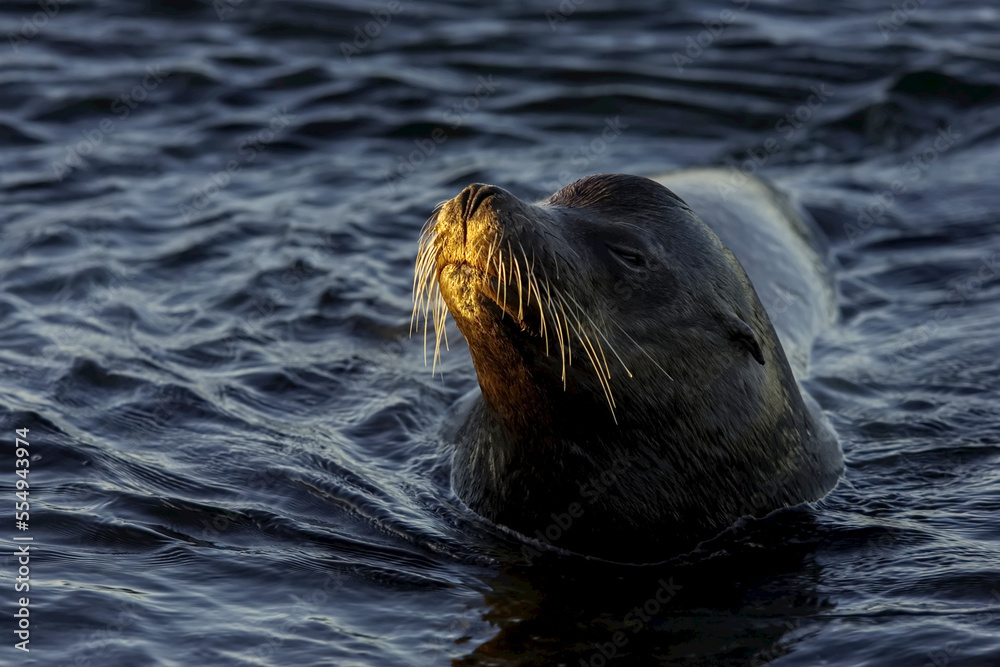 A Galapagos sea lion swimming in calm water.
