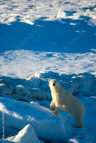 Polar bear, Ursus maritimus, on the pack ice. photo