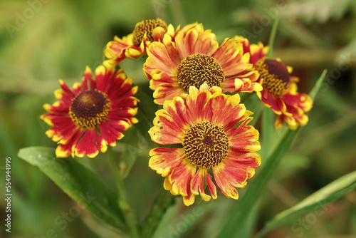 Closeup on the colorful orange blossoming common sneezeweed  Helenium autumnale   in the garden