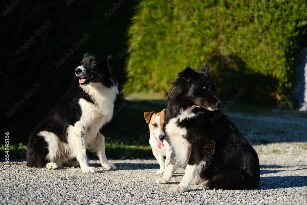 Dogs in the countryside and nature Dogs in the countryside and nature