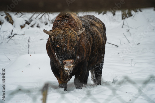 Wallpaper Mural Bison Bonasus, European Bison Bull in the snow. Torontodigital.ca