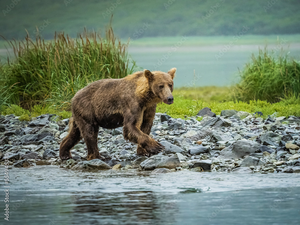 Coastal Brown Bear (Ursus arctos horribilis) walking along the rocky shore fishing for salmon in Geographic Harbor; Katmai National Park and Preserve, Alaska, United States of America Coastal Brown Bear (Ursus arctos horribilis) walking along the rocky shore fishing for salmon in Geographic Harbor; Katmai National Park and Preserve, Alaska, United States of America