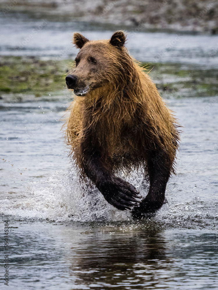 Coastal Brown Bear (Ursus arctos horribilis) running in the water, fishing for salmon in Kinak Bay; Katmai National Park and Preserve, Alaska, United States of America Coastal Brown Bear (Ursus arctos horribilis) running in the water, fishing for salmon in Kinak Bay; Katmai National Park and Preserve, Alaska, United States of America