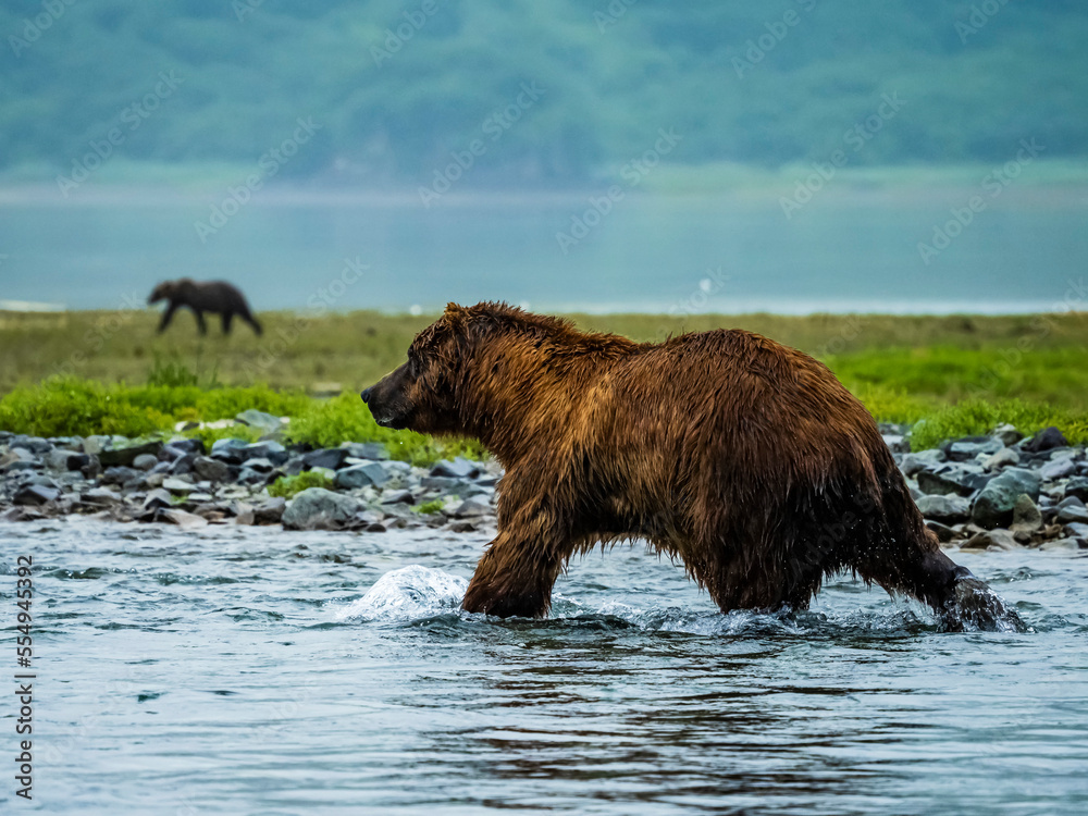 Coastal Brown Bears fishing for salmon, Geographic Harbor, Katmai National Park, Alaska, USA Coastal Brown Bears fishing for salmon, Geographic Harbor, Katmai National Park, Alaska, USA