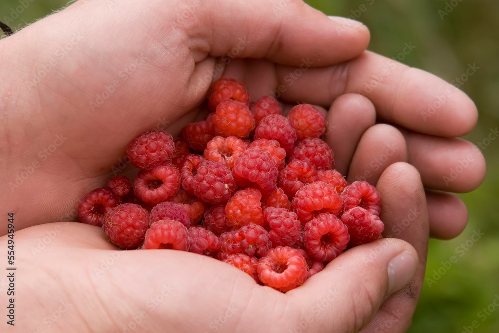 Hands holding wild raspberries.; Ontario, Canada. Hands holding wild raspberries.; Ontario, Canada.