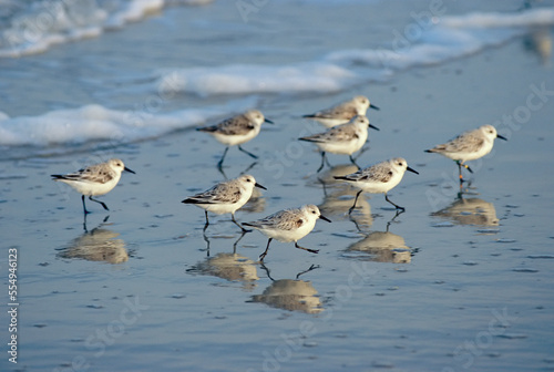 The breaking surf chases a group of sanderlings over a Maryland beach.; Maryland. photo