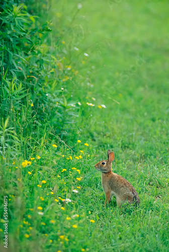A cottontail rabbit in an Allegany State Park field.; Allegany State Park, New York. photo