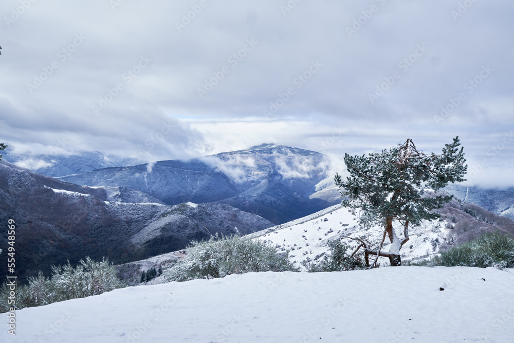 Snowy high mountain landscape with snow-covered trees.