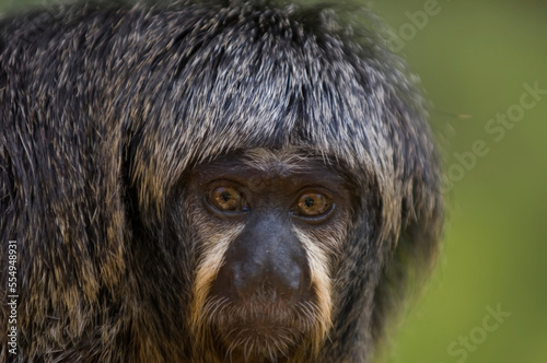 White-Faced Saki (Pithecia pithecia) at the Houston Zoo; Houston, Texas, United States of America photo