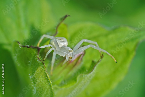 Detailed closeup on a small white flower spider, Misumna vatia walking over green leaves