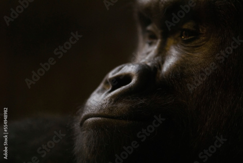 Western lowland gorilla (Gorilla gorilla gorilla) at Omaha's Henry Doorly Zoo; Omaha, Nebraska, United States of America photo