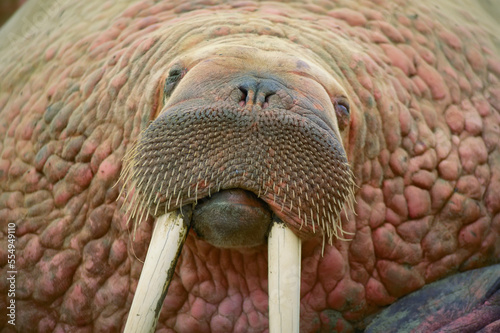 Close up of a walrus and tusks (Odobenus rosmarus) on the beach in Togiak National Wildlife Refuge; Alaska, United States of America