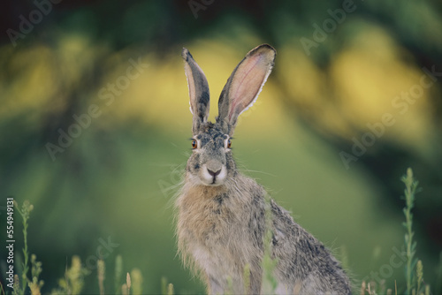 Close view of a Black-tailed jackrabbit (Lepus californicus); Glen Rose, Texas, United States of America photo