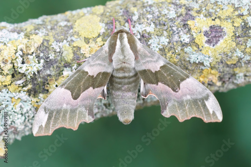 Closeup on a lime hawk moth, Mimas tiliae on a lichen-covered wood photo