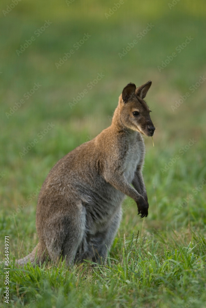 Portrait of a Red-necked wallaby (Notamacropus rufogriseus) standing on grass at a zoo; Omaha, Nebraska, United States of America Portrait of a Red-necked wallaby (Notamacropus rufogriseus) standing on grass at a zoo; Omaha, Nebraska, United States of America