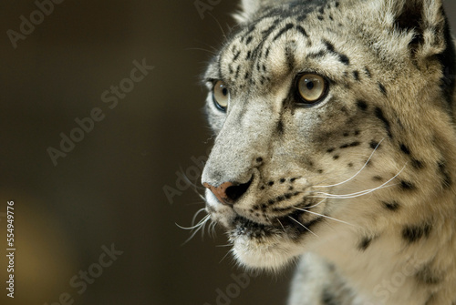 Close-up portrait of the head/face of a Snow leopard (Panthera uncia) at a zoo; Omaha, Nebraska, United States of America photo