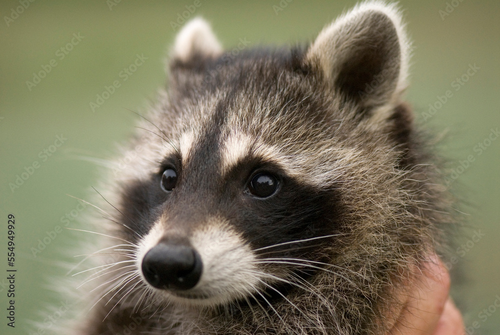 Raccoon (Procyon lotor) being held by a wildlife rescue member in Eastern Nebraska, USA; Talmage, Nebraska, United States of America Raccoon (Procyon lotor) being held by a wildlife rescue member in Eastern Nebraska, USA; Talmage, Nebraska, United States of America
