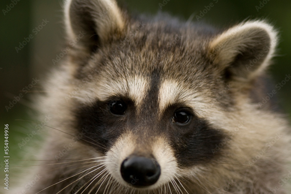 Close-up portrait of a Raccoon (Procyon lotor) at a wildlife rescue member's home in Eastern Nebraska, USA; Talmage, Nebraska, United States of America