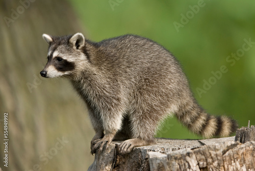 Raccoon (Procyon lotor) standing on a tree stump and looking out at a wildlife rescue member's home in Eastern Nebraska, USA; Talmage, Nebraska, United States of America photo