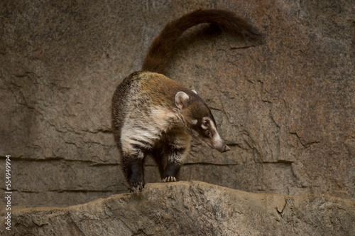 Portrait of a Coatimundis at a zoo; Omaha, Nebraska, United States of America photo