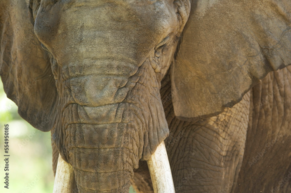 Close-up of an African elephant (Loxodonta) at the Henry Doorly Zoo in Omaha, Nebraska, USA; Omaha, Nebraska, United States of America