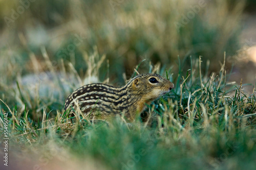 Thirteen-lined ground squirrel (Ictidomys tridecemlineatus) in the grass at a zoo; Omaha, Nebraska, United States of America photo