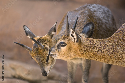 Two Klipspringers (Oreotragus oreotragus) in an enclosure at the Henry Doorly Zoo in Omaha, Nebraska, USA; Omaha, Nebraska, United States of America photo