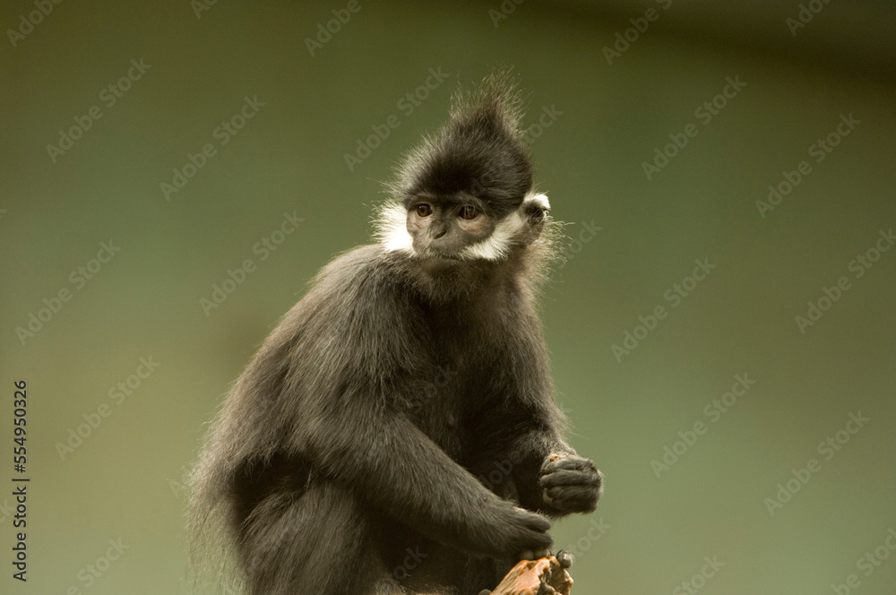 Portrait of a Francois' langur (Trachypithecus francoisi) against a green background at a zoo; Omaha, Nebraska, United States of America Portrait of a Francois' langur (Trachypithecus francoisi) against a green background at a zoo; Omaha, Nebraska, United States of America