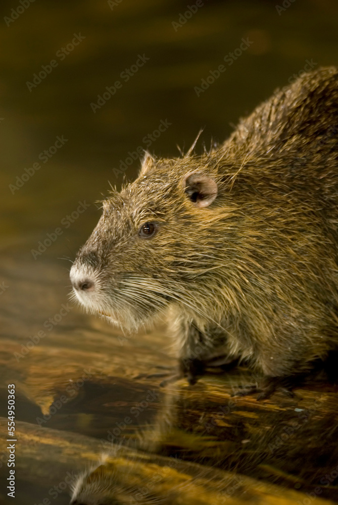 Portrait of a Beaver (Castor) in a zoo; Omaha, Nebraska, United States of America Portrait of a Beaver (Castor) in a zoo; Omaha, Nebraska, United States of America