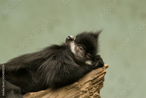 Francois' langur (Trachypithecus francoisi) sleeping on a wood perch in a zoo enclosure; Omaha, Nebraska, United States of America photo