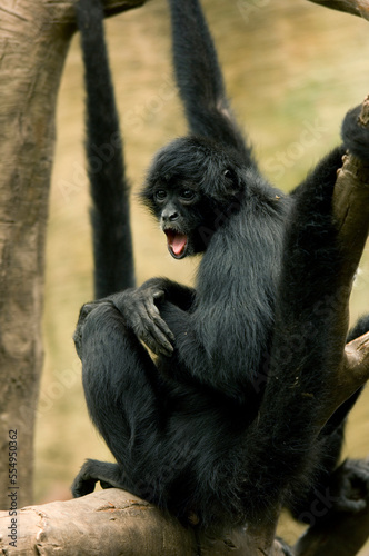 Colombian spider monkey (Ateles fuscipceps rufiventris) showing a look of surprise at a zoo in Omaha, Nebraska, USA; Omaha, Nebraska, United States of America photo