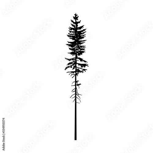 Silhouette of tall pine tree. 