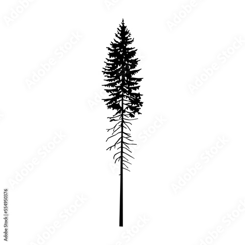 Silhouette of tall pine tree. 