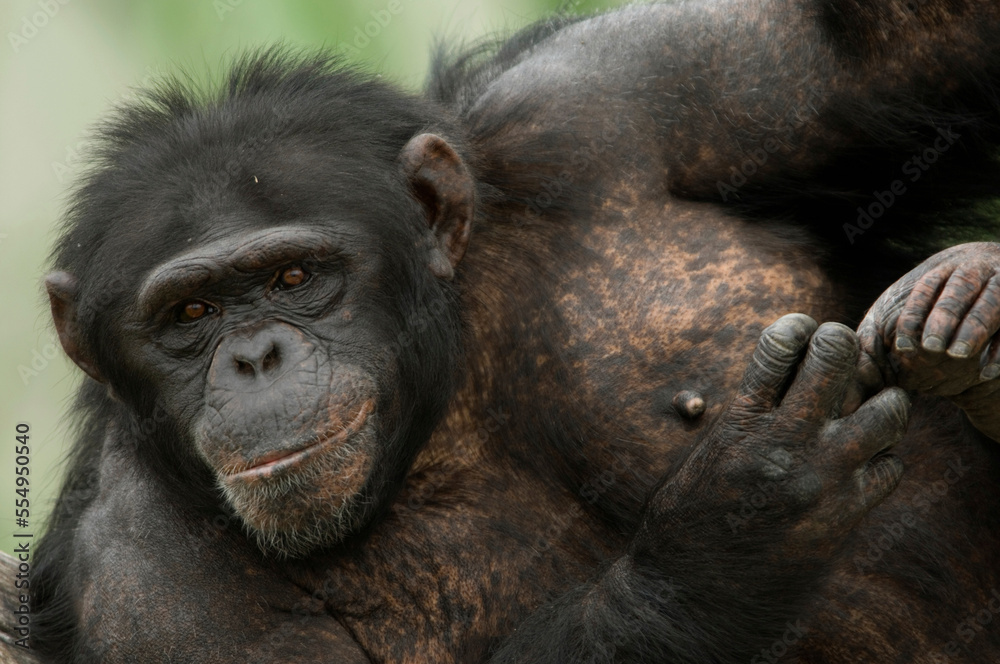 Portrait of a Chimpanzees (Pan troglodytes) relaxing in a zoo; Manhattan, Kansas, United States of America Portrait of a Chimpanzees (Pan troglodytes) relaxing in a zoo; Manhattan, Kansas, United States of America