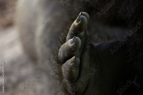 Close-up of the foot of a Western lowland gorilla (Gorilla gorilla gorilla); Wichita, Kansas, United States of America photo