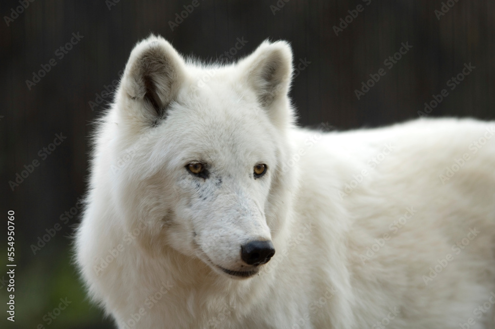 Portrait of an Arctic wolf (Canis lupus arctos) at a zoo; Denver, Colorado, United States of America Portrait of an Arctic wolf (Canis lupus arctos) at a zoo; Denver, Colorado, United States of America